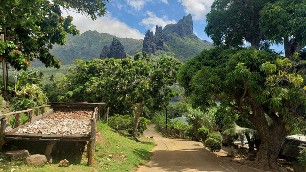 More exploration of the dramatic Marquesas. These islands were once the home of tens of thousands of Polynesians, with stone temples and a vibrant culture. Now one finds small, well kempt villages with friendly 