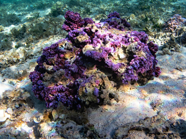 Lavender coral in the shallows off Tahiti.