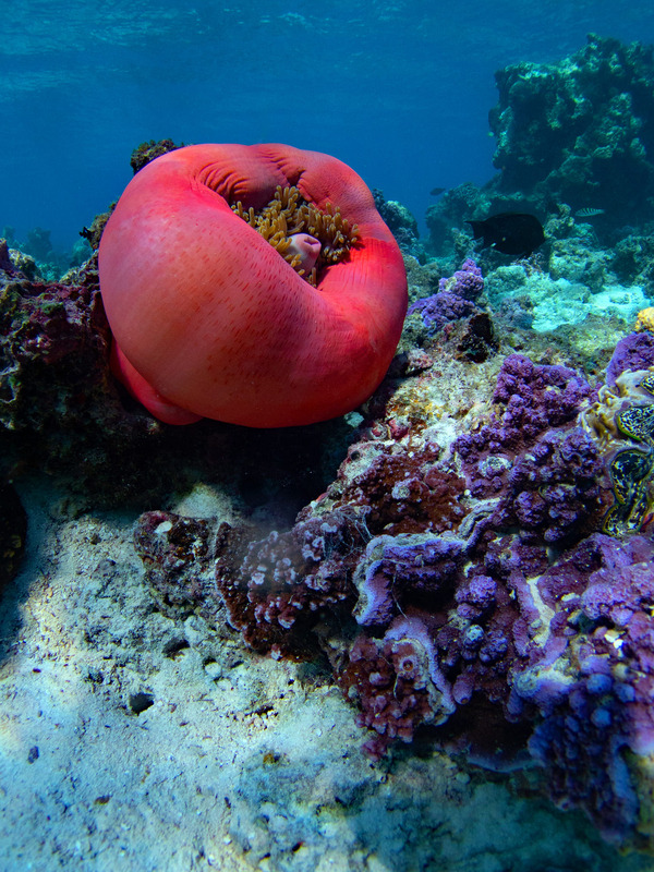 Giant anemone (folded up) and purple coral.