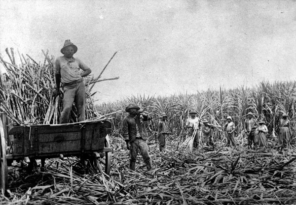 these exploitative labour market practices in the sugar industry started in 1863 – almost 60 years after Britain and the United States had made slave trading illegal.